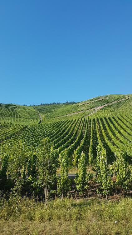 Die Quelle Bernkastel-Kues Ngoại thất bức ảnh